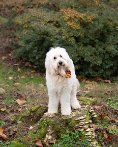 Mini Golden Mountain Doodles Breed Photo